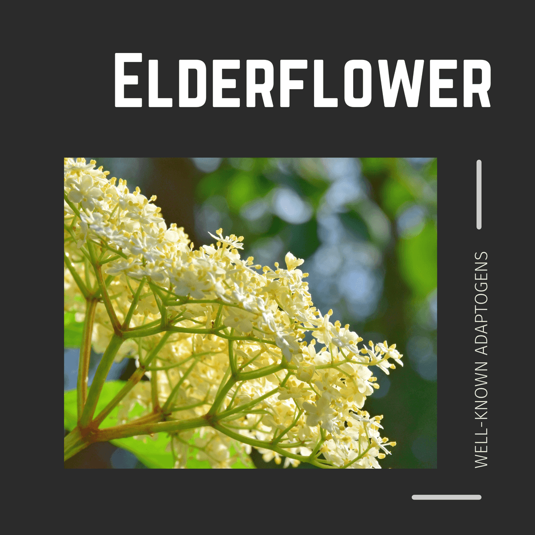 Elderflower